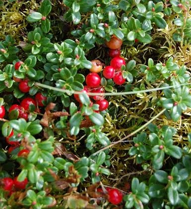 Vaccinium macrocarpon 'Stevens'