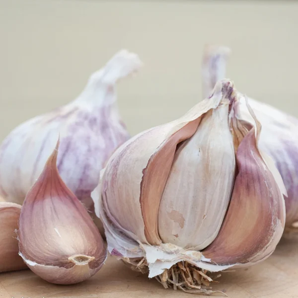 Allium sativum "Germidour"