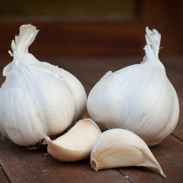 Allium sativum "Messidrome"