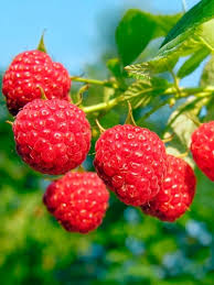 Rubus idaeus 'Magnat'